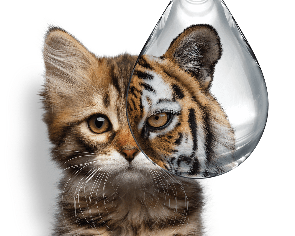 Headshot of a Kitten with a water droplet covering one side of its face. The water droplet image distorts the kittens face and makes it appear like a tiger