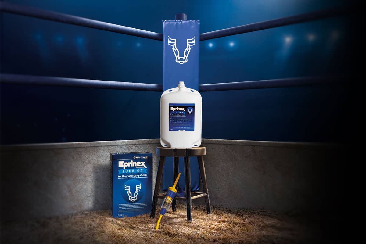A boxing ring with the Eprinex product in the corner