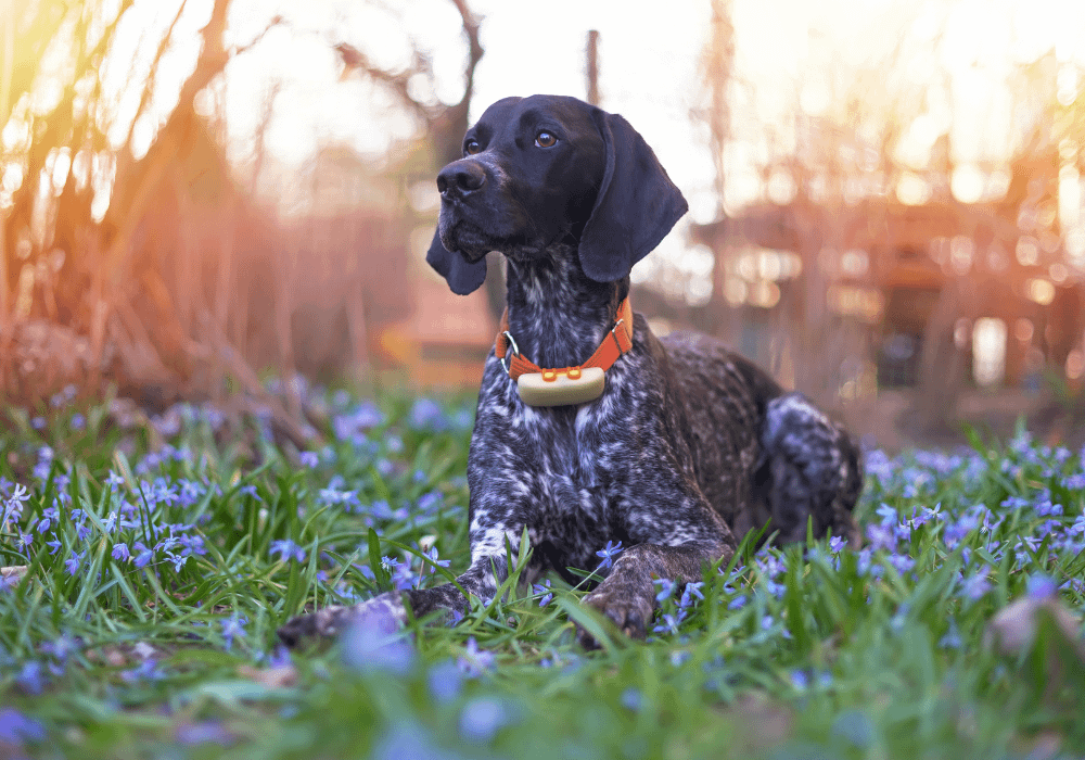 Black dog sitting outside surrounded by purple flowers