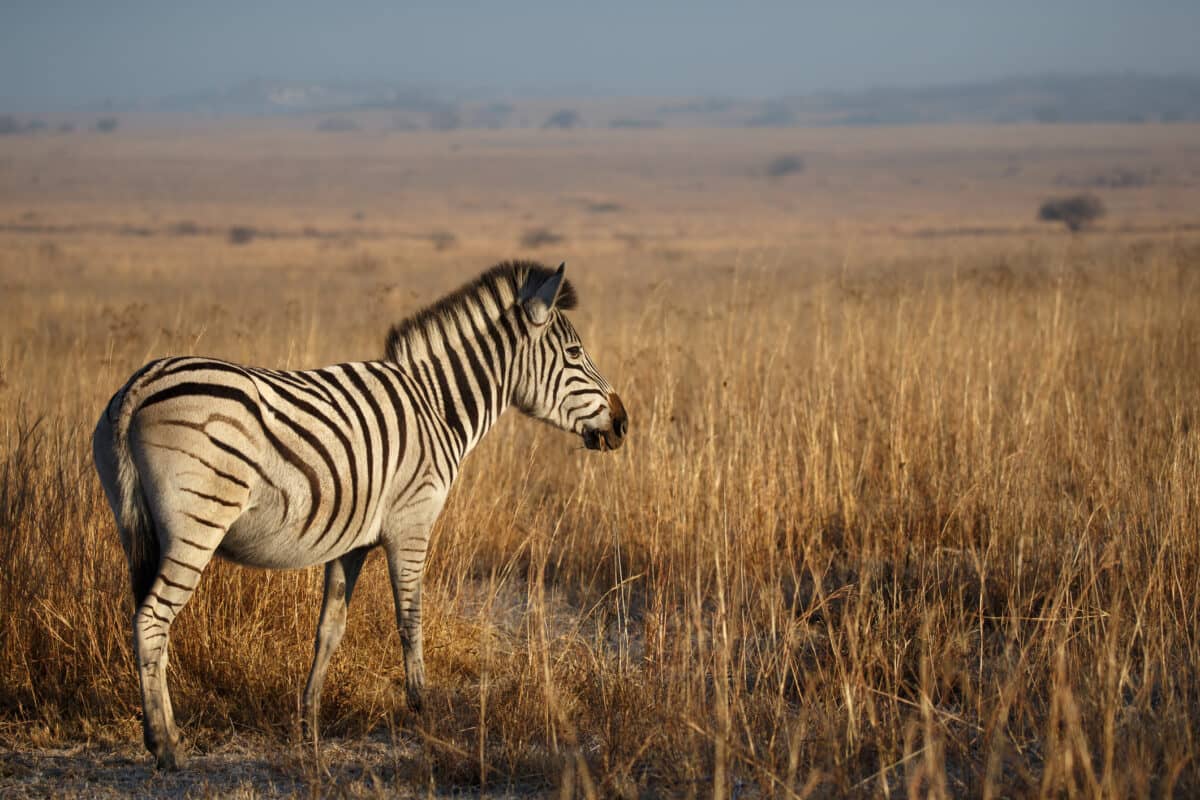 Zebra in a field